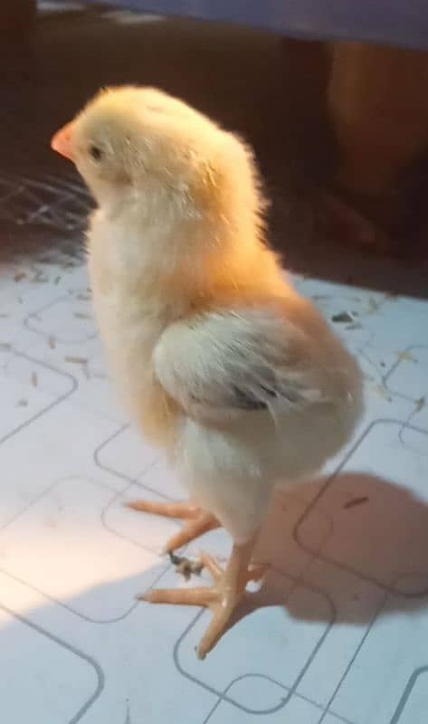 wyandotte aor onagadori aor samho chicks Available ha 2