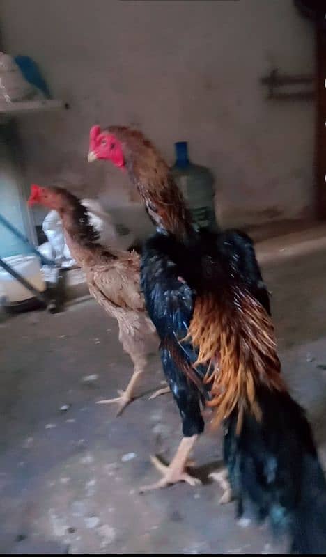 wyandotte aor onagadori aor samho chicks Available ha 6