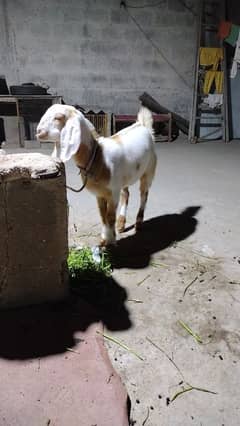 gulabi female for sale