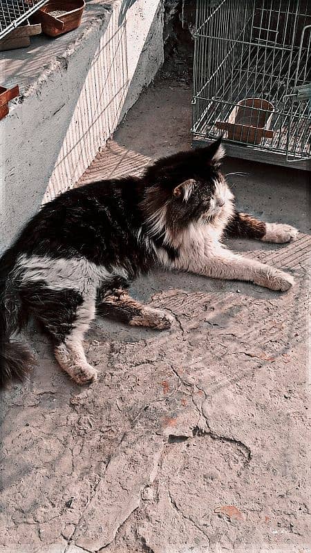 Persian Male semi face 1