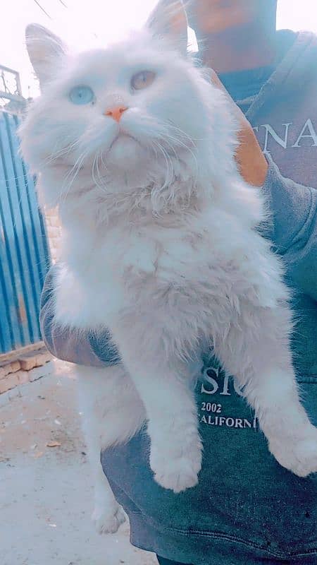 cute cat bhi na lana ho sarif wohi rabta kr 0