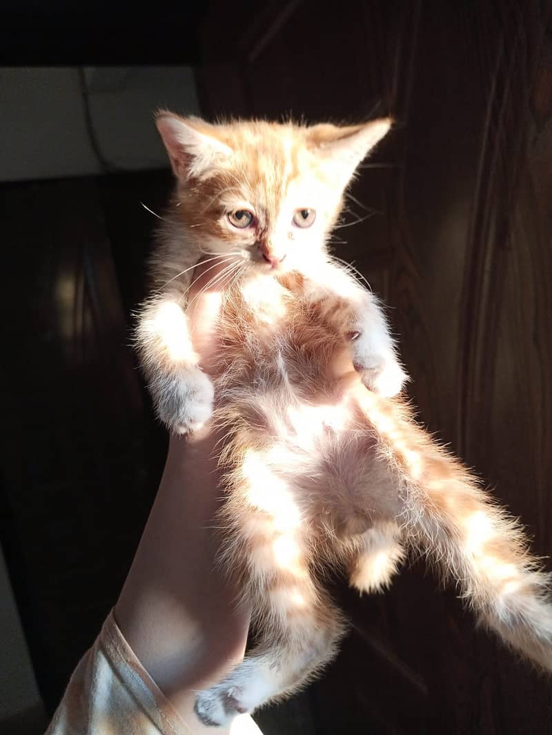 short hair Persian Orange male kitten 0