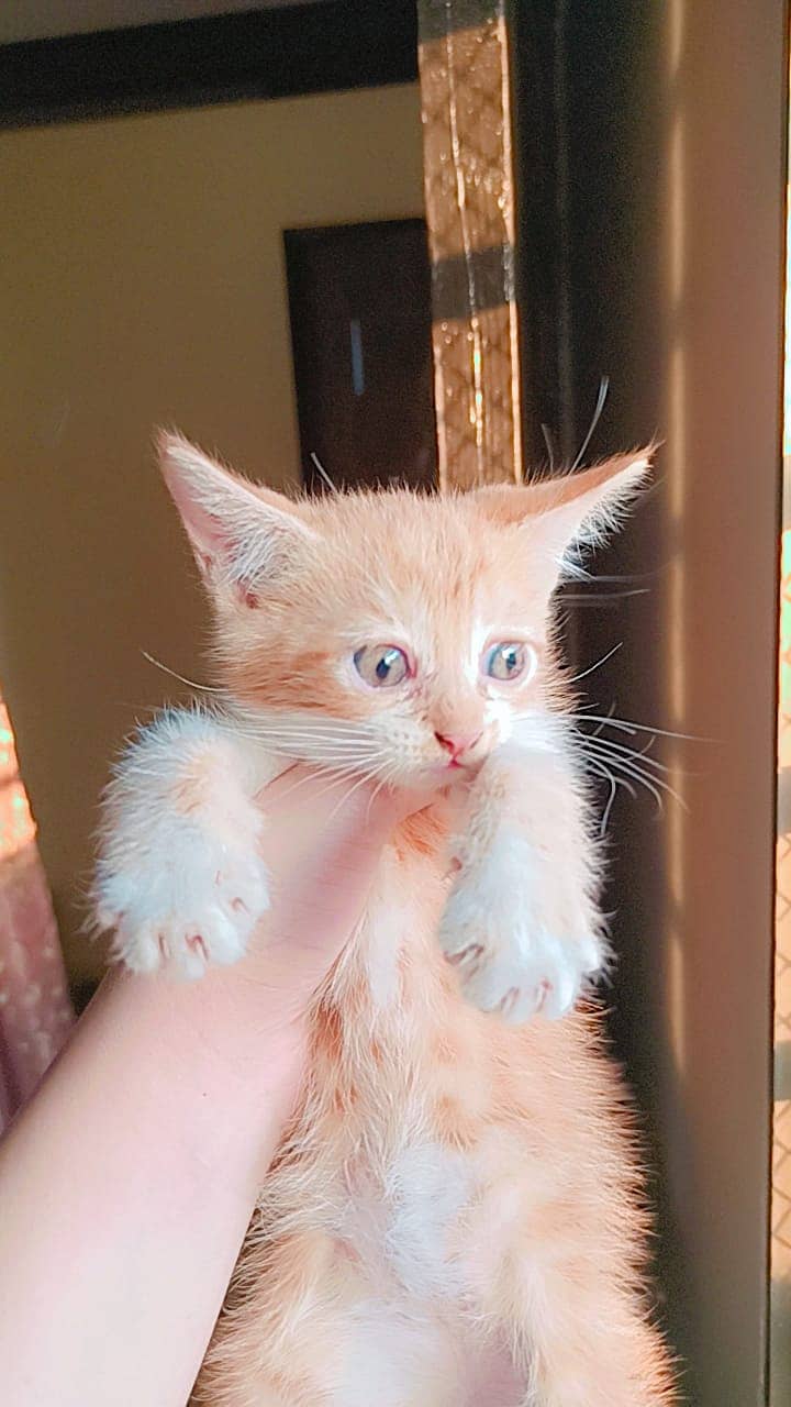 short hair Persian Orange male kitten 4