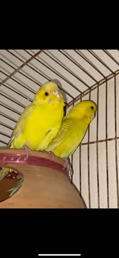 yellow breeder pair budgies parrot