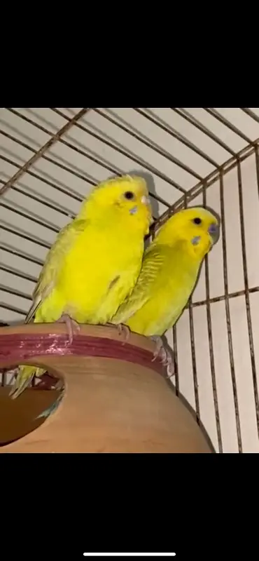 yellow breeder pair budgies parrot — photo 2
