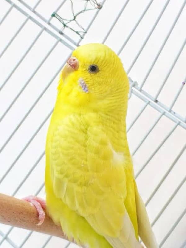 yellow breeder pair budgies parrot 2