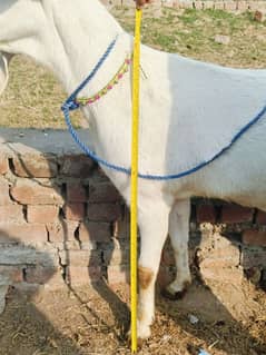 rajanpuri gaban bakri for sale