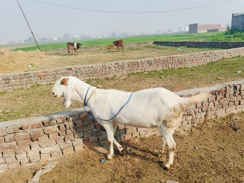 rajanpuri gaban bakri for sale 4