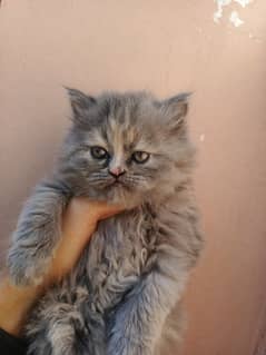 punch face kittens for sale