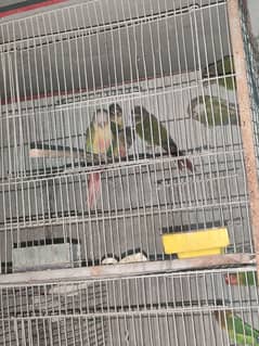 green cheek conure