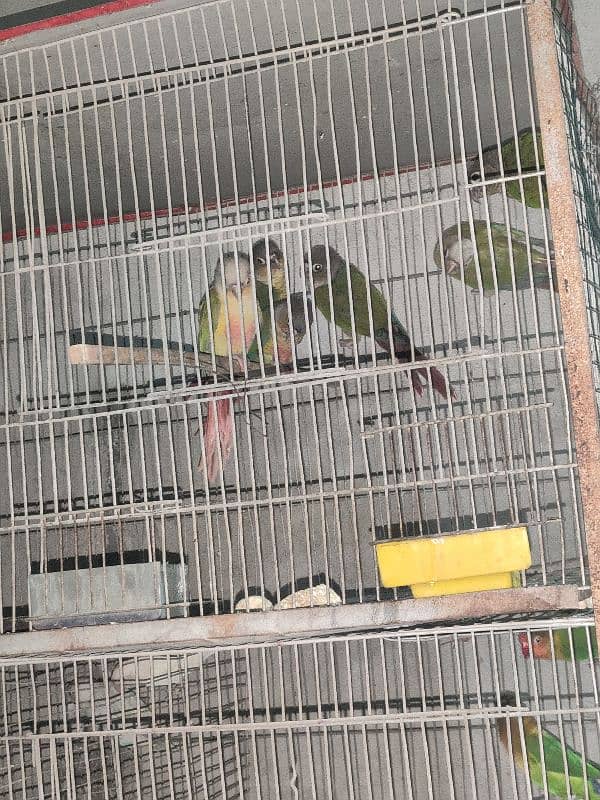 green cheek conure 0