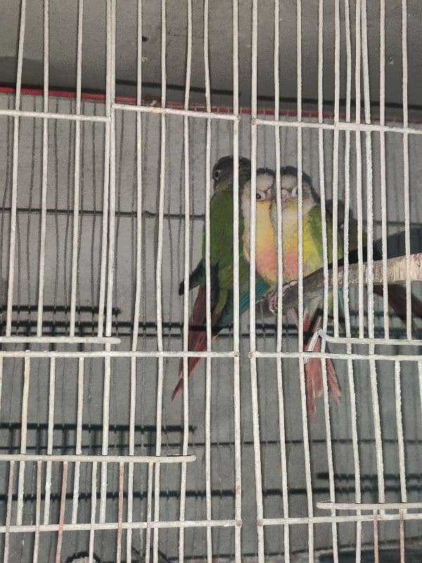 green cheek conure 1