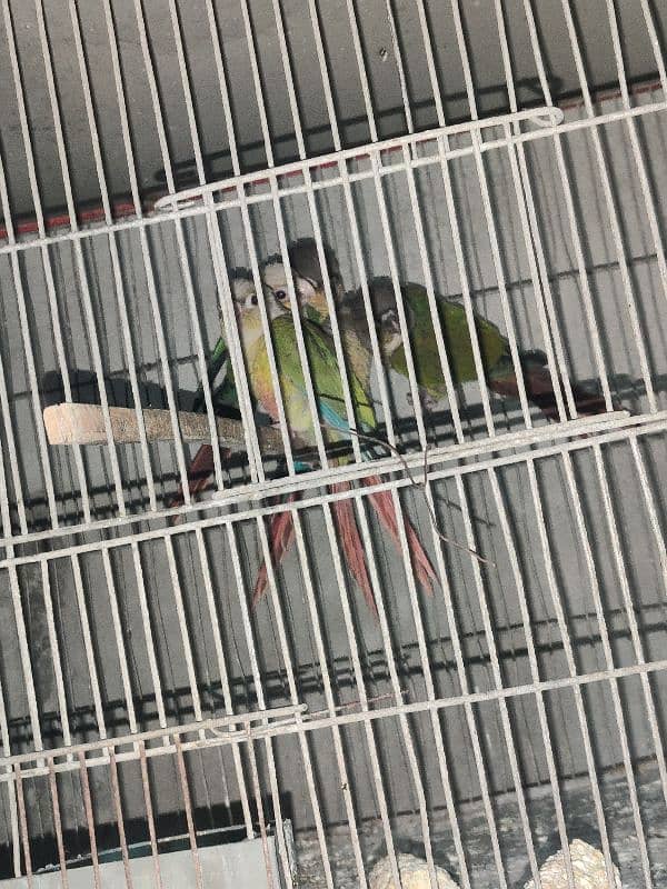 green cheek conure 2