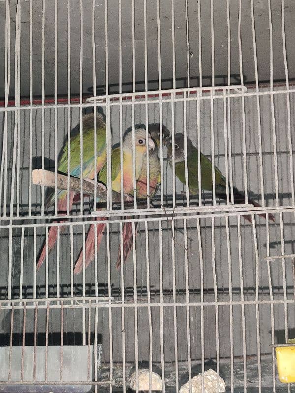 green cheek conure 3