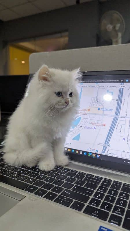 I want to sell my two months old kitten 1