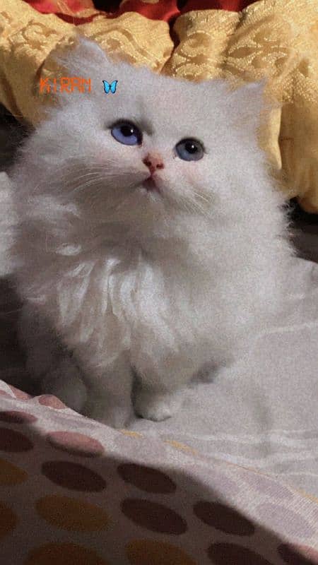 I want to sell my two months old kitten 3