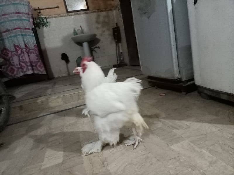 fancy hens buff for sale 1