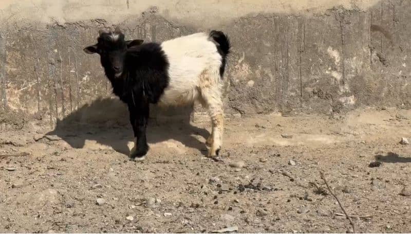 Pure Nigerian goat for sale 0