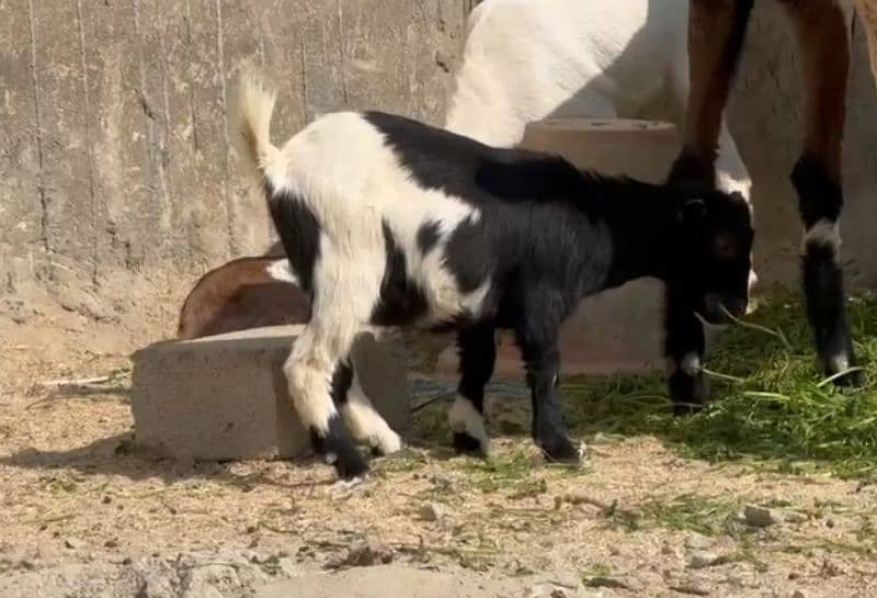 Pure Nigerian goat for sale 4