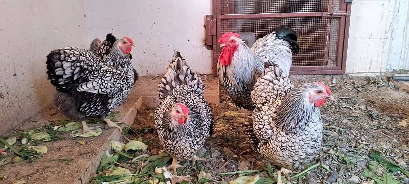 Silver Laced Wyandotte chicks 0