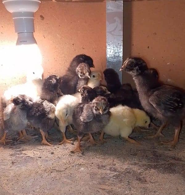 Silver Laced Wyandotte chicks 1