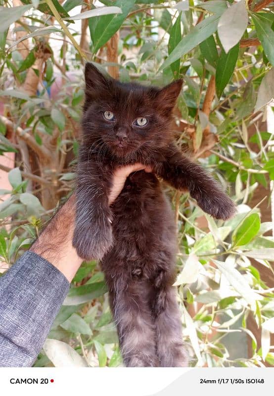 persian black kitten male 0