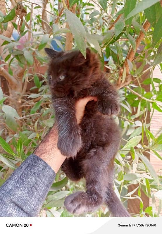 persian black kitten male 1