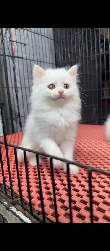 Persian kitten for sale 0