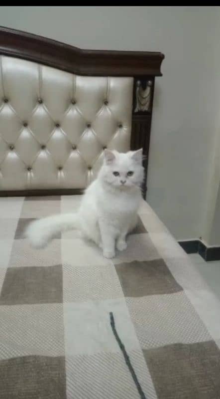 Persian cats available 1