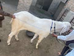 Heavy big frame Bakra