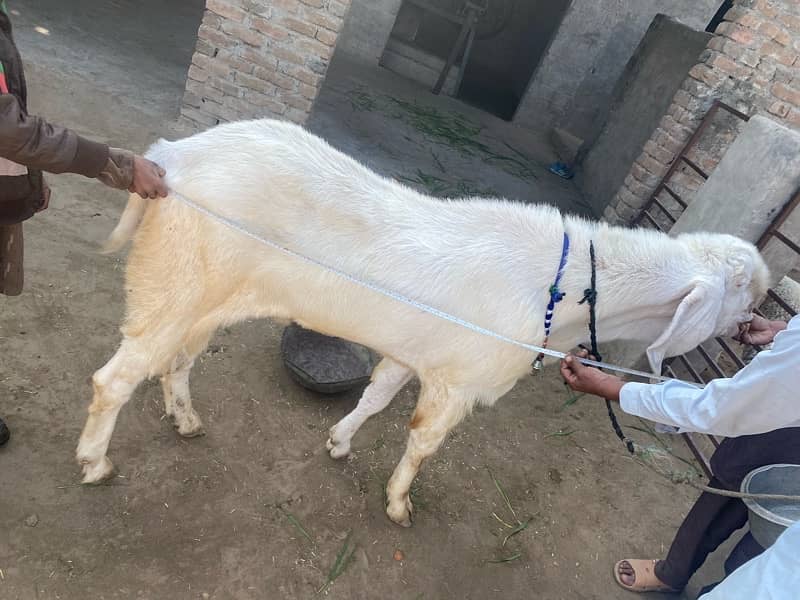 Heavy big frame Bakra 0