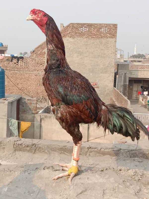 Pure Lakha Mushka Murga for sale 3