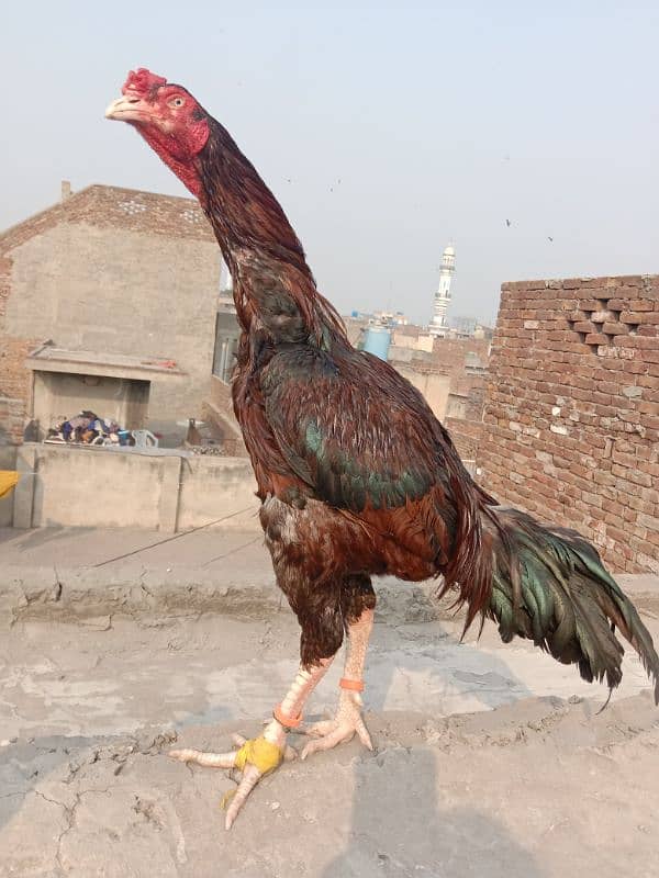 Pure Lakha Mushka Murga for sale 4