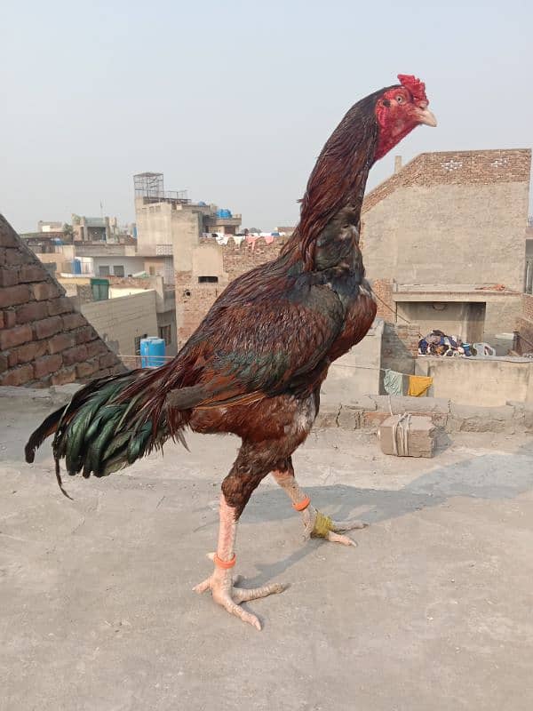 Pure Lakha Mushka Murga for sale 7