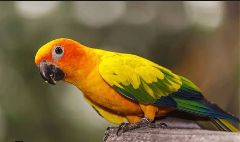 sun conure male 0