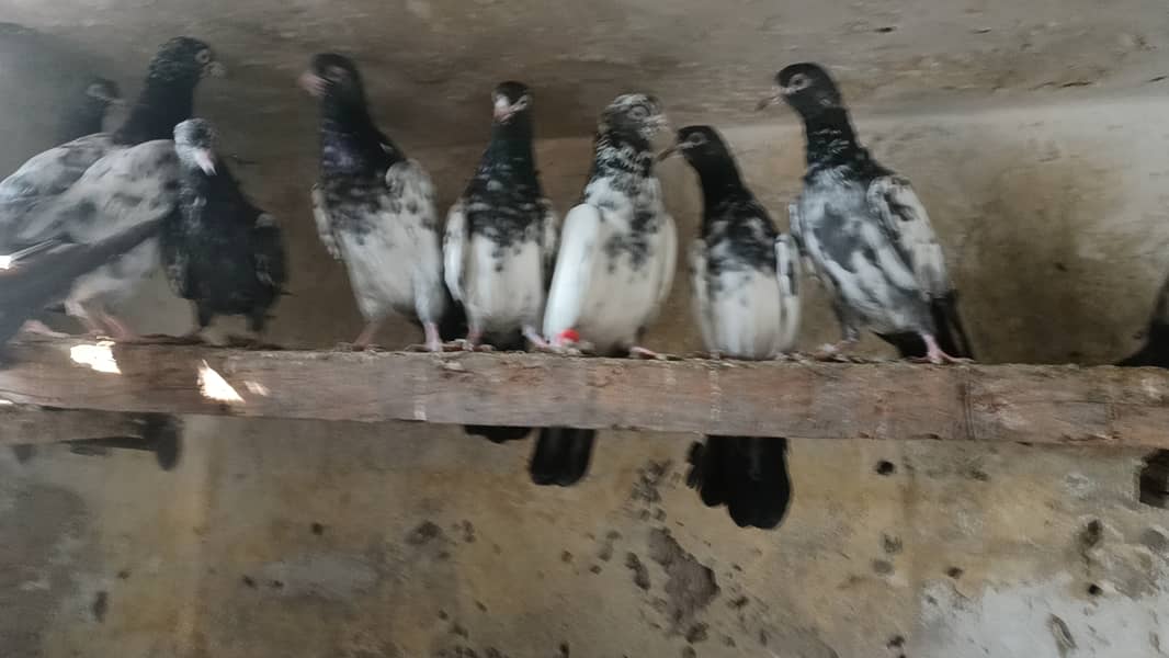 Teddy pigeon babies 0