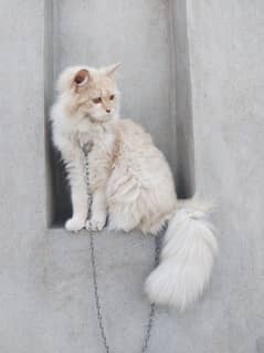 Persian cat for sale