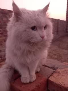 Persian Cat Full white