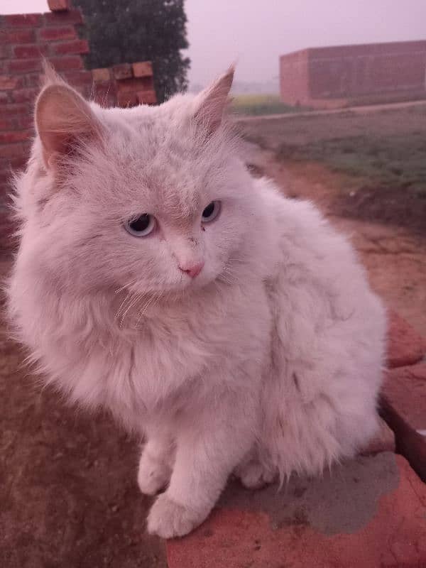 Persian Cat Full white 1