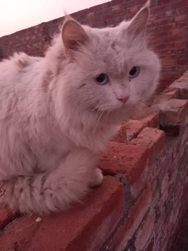 Persian Cat Full white 2