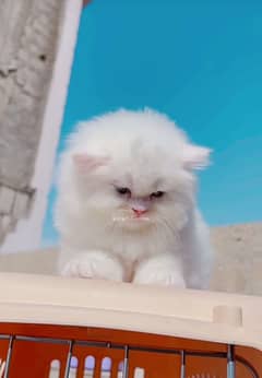 Cat Persian| Blue eye| Baby (⁠≧⁠(⁠⁠)⁠≦⁠ ⁠)| Punch face| triple kot