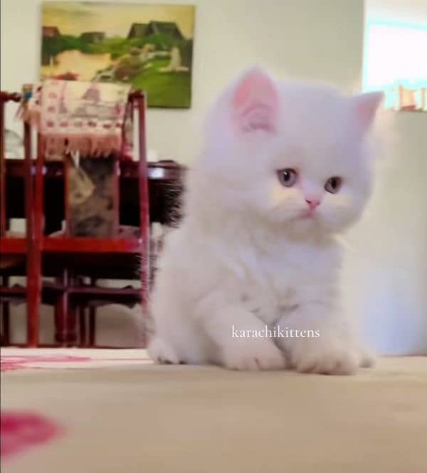 Cat Persian| Blue eye| Babyᐠ⁠⁠⁠⁠ᐟ| kitten| Punch face| triple kot 0