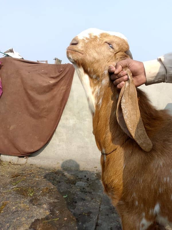 makkhi China Bakra 0