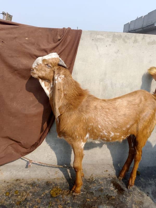 makkhi China Bakra 1