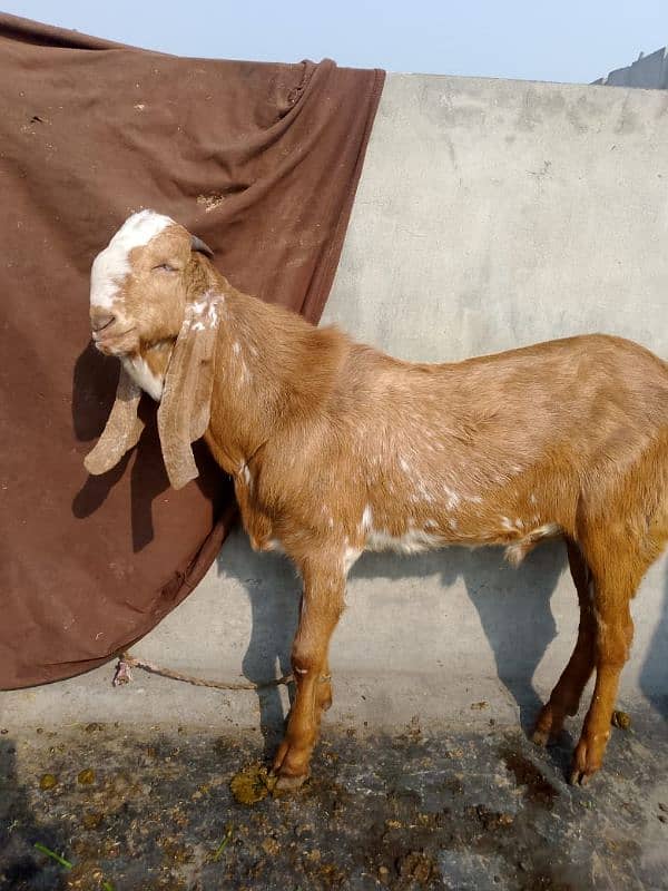 makkhi China Bakra 2