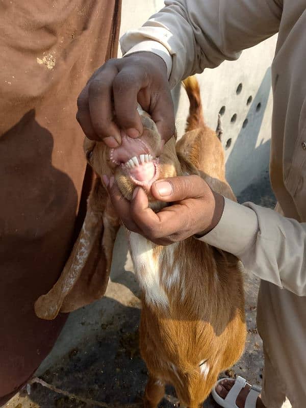 makkhi China Bakra 3