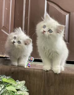 Cat Persian| Blue eyeƸ̵̡⁠Ӝ̵̨̄⁠Ʒ| Baby| kitten| Punch face| triple kot