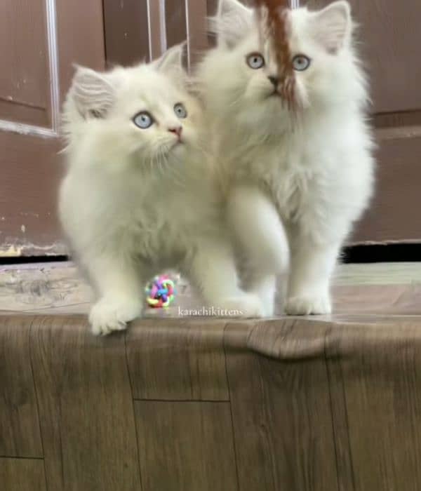 Cat Persian| Blue eyeƸ̵̡⁠Ӝ̵̨̄⁠Ʒ| Baby| kitten| Punch face| triple kot 1