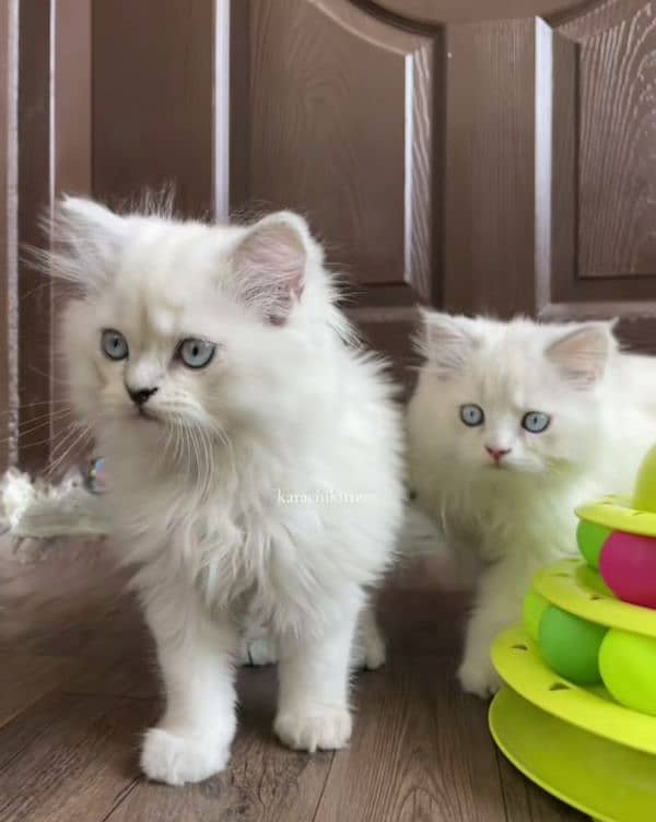 Cat Persian| Blue eyeƸ̵̡⁠Ӝ̵̨̄⁠Ʒ| Baby| kitten| Punch face| triple kot 2