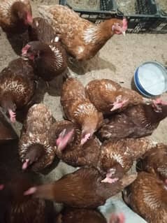 lohman brown hens plus white misri filming breed for sale 03029596297